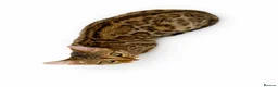 Bengal cats for sale: 🐆F6 Pedigree Bengal Kittens | TICA Registered in Leeds - Advert 5