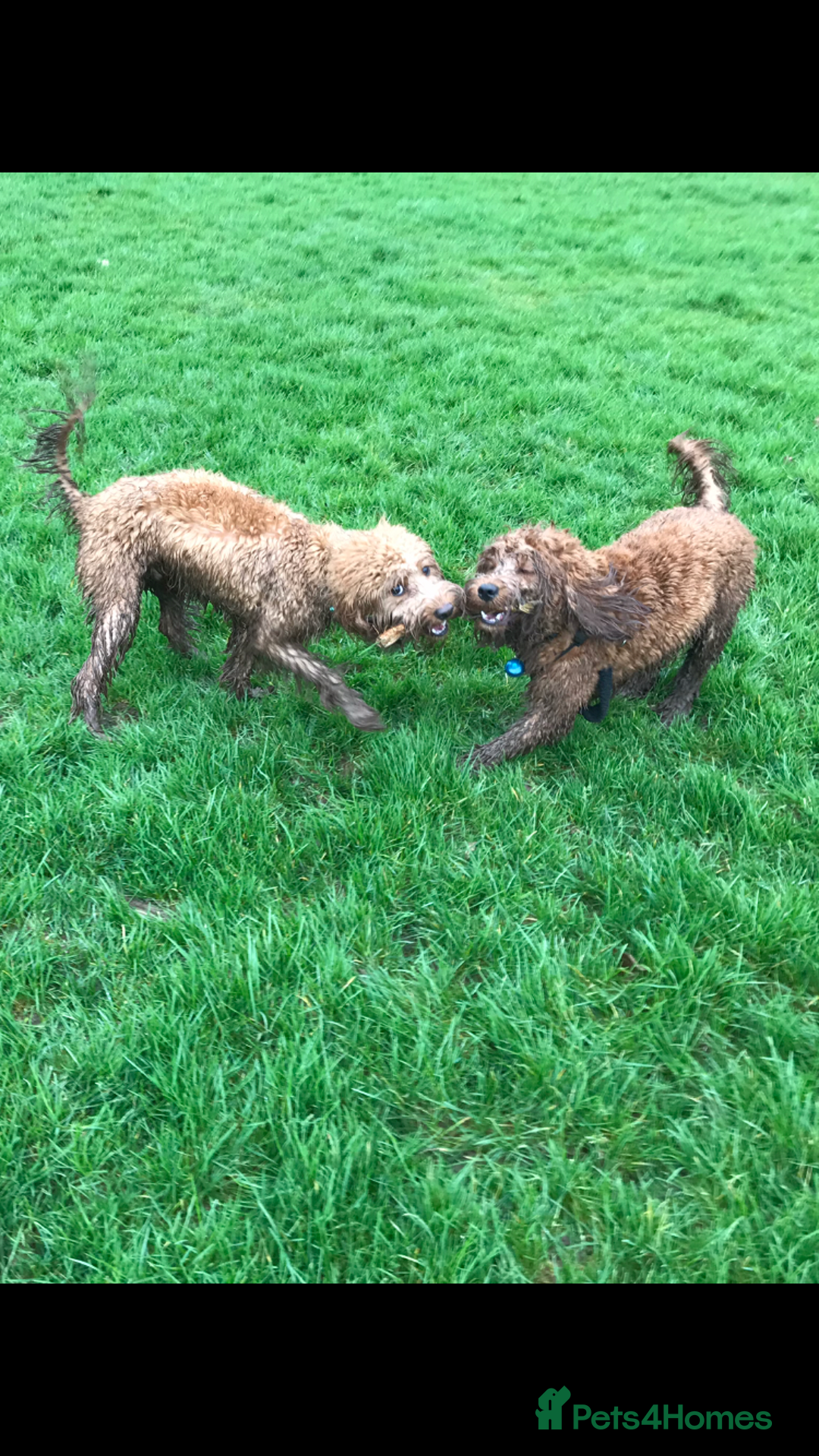 Cockapoo dogs for stud: STUD F1 Cockerpoo (5 Star 10/10} - Advert 12