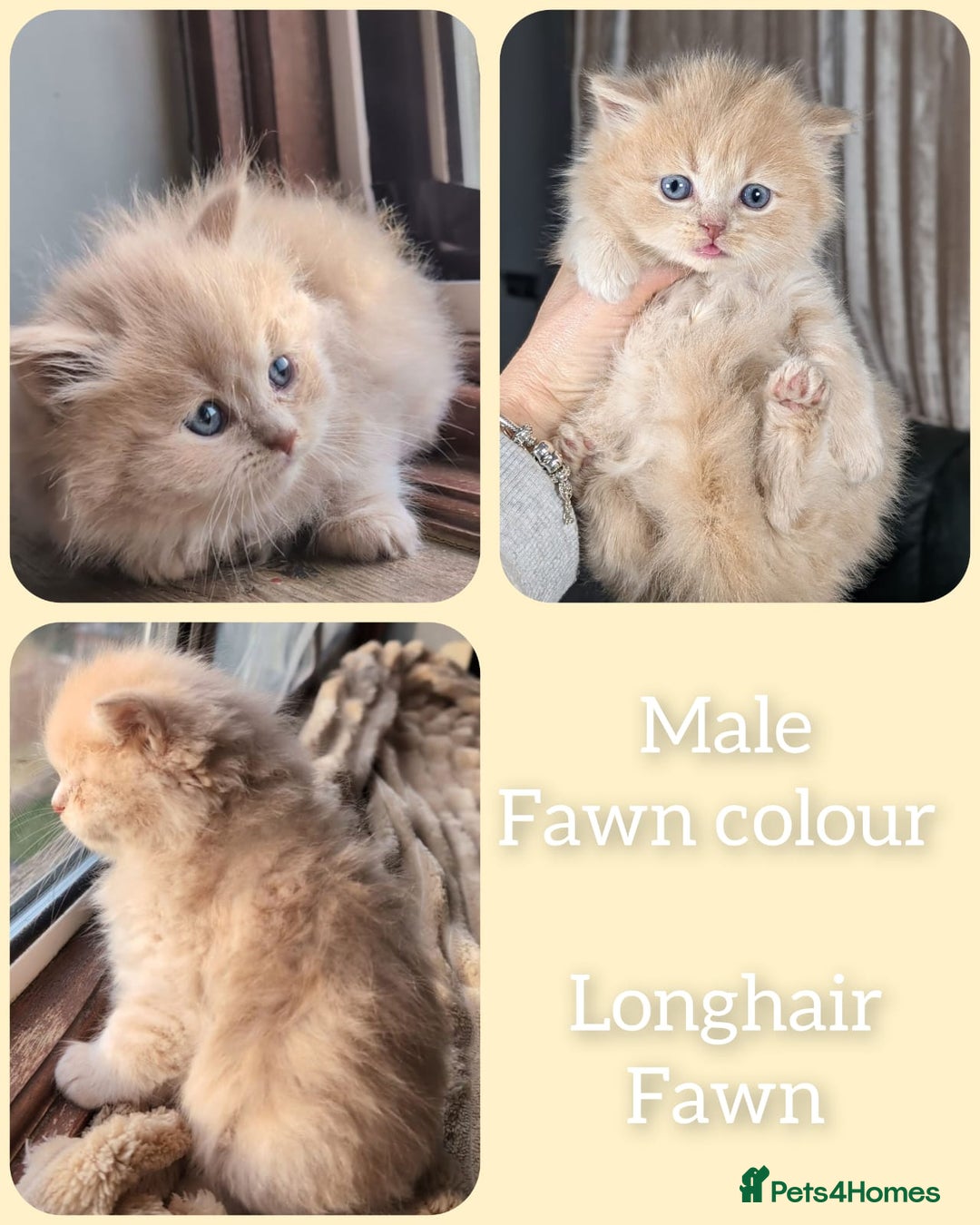 British Shorthair cats for sale: 💖💖💖BSH & BLH💫 GCCF & TICA red - Advert 15