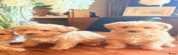 Mixed Breed dogs for sale: RARE STUNNING cute F1 cairn-oodles ❤️🐾 - Advert 4