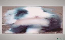 Mini Lion Lop rabbits for sale: Young bunnies  - Image 1