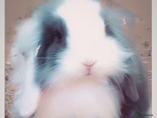 Mini Lion Lop rabbits for sale - Advert 1