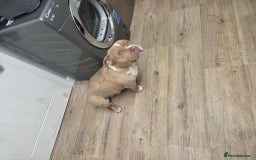 American Bully dogs for sale: 7 month merl pocket bully  - Image 3