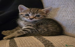British Shorthair cats for sale: 5 beautiful kittens ready for a new home  - Image 12