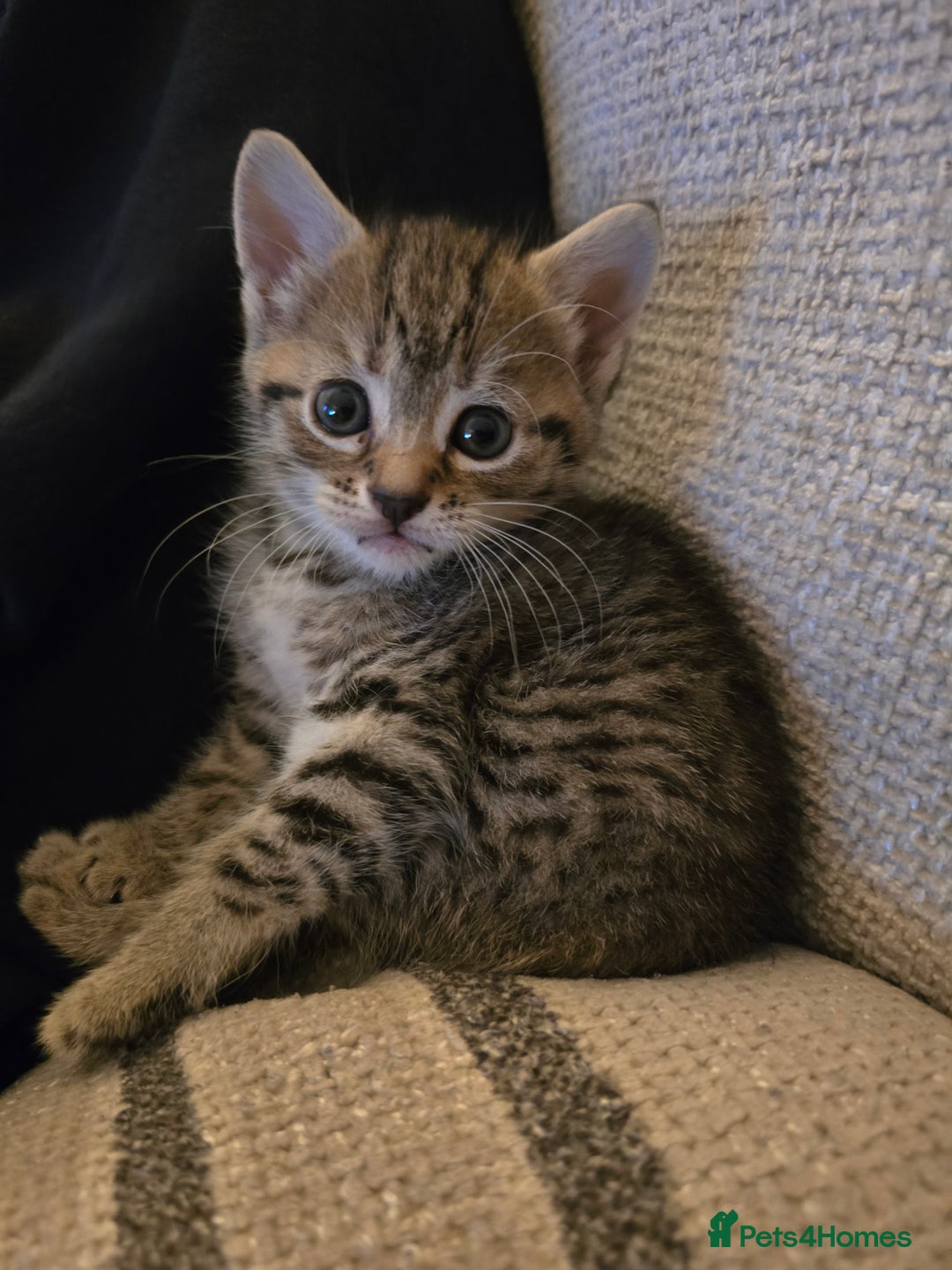 British Shorthair cats for sale: 5 beautiful kittens ready for a new home  - Image 12