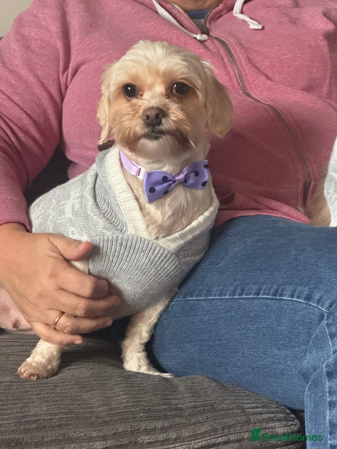 Shihpoo dogs for sale: Nearly 4 year old Shihpoo Lola.  - Advert 7