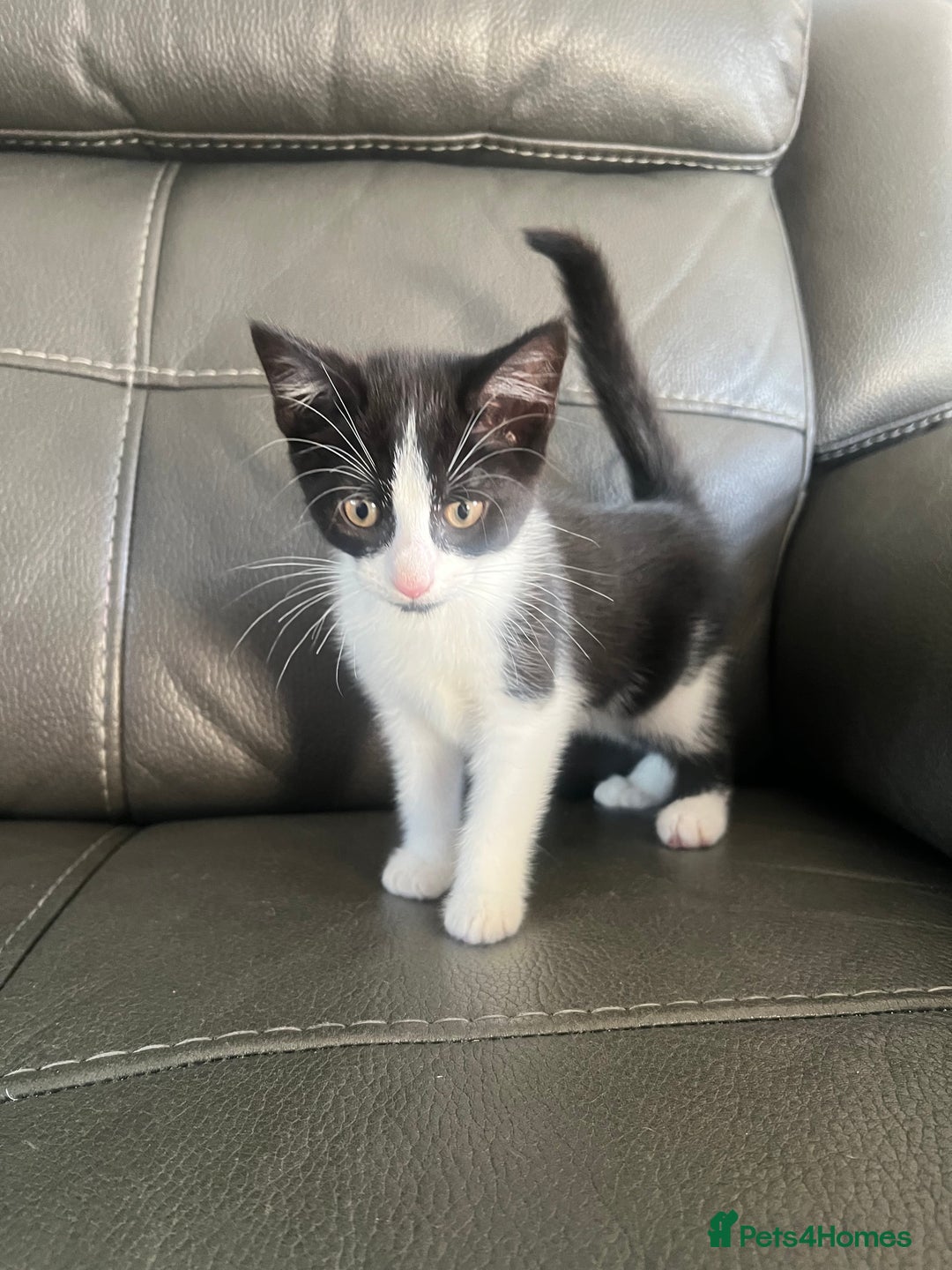 Mixed Breed cats for sale: Kittens  - Image 3