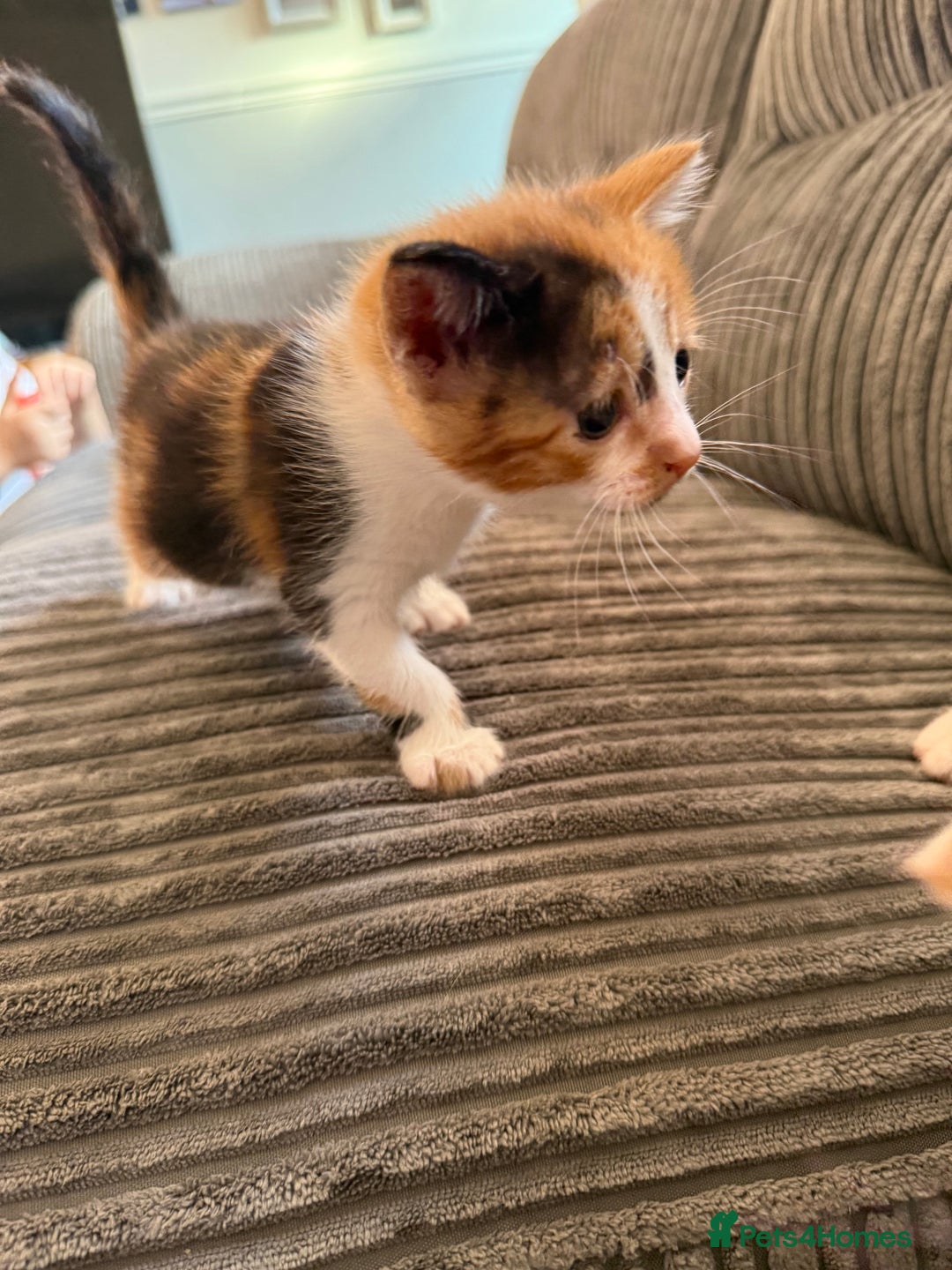 British Shorthair cats for sale: Calico kittens - Image 5