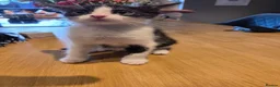 Mixed Breed cats for sale: 2 male kittens  - Advert 3