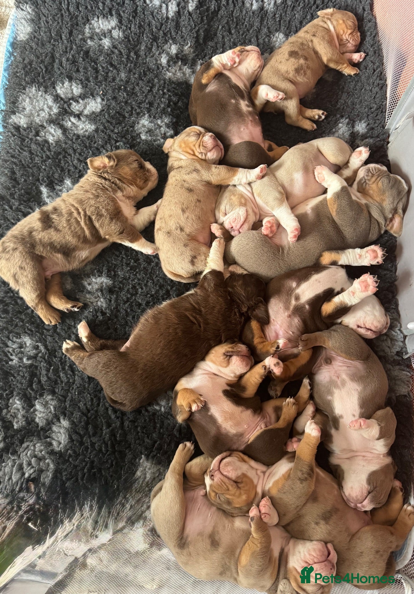 Olde English Bulldogge dogs Olde English Bulldogge Pups 💙🩷 - Advert 10