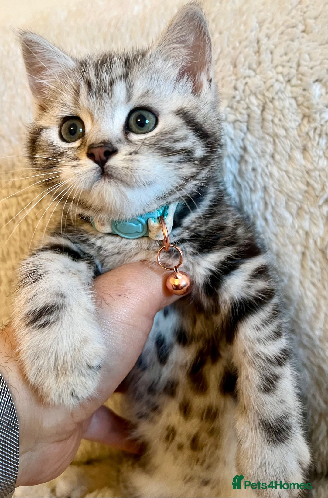 British Shorthair cats for sale: GCCF Rare Show Quality BSH Silver Tabby Kittens - Image 18