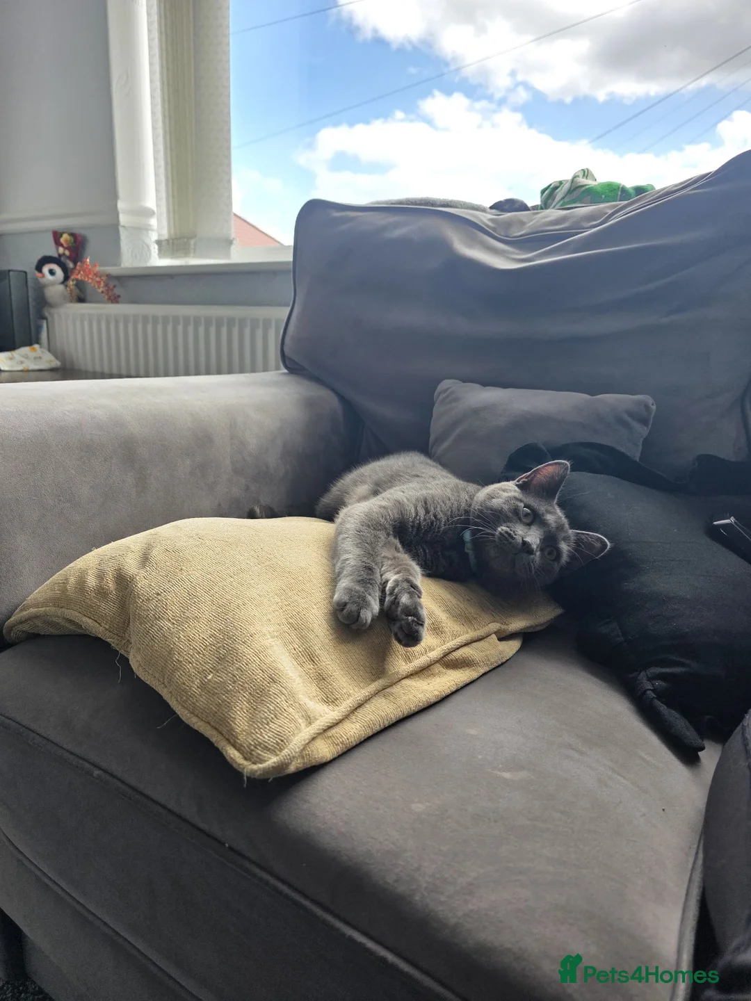 British Shorthair cats for sale: Kittens British short hair  - Advert 2
