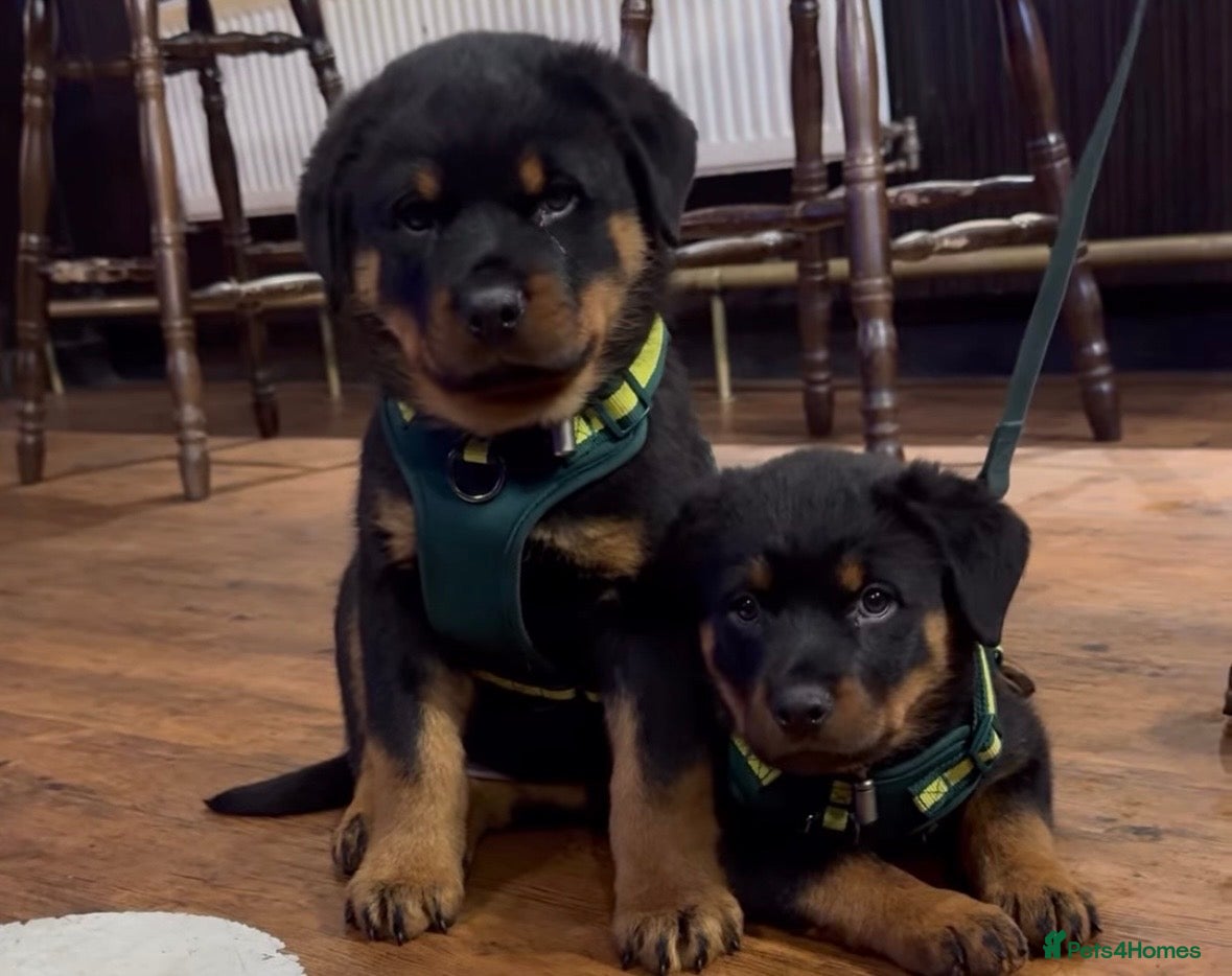 Rottweiler dogs Rottweiler Puppies - Advert 4