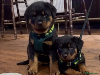 Rottweiler dogs Rottweiler Puppies - Advert 4