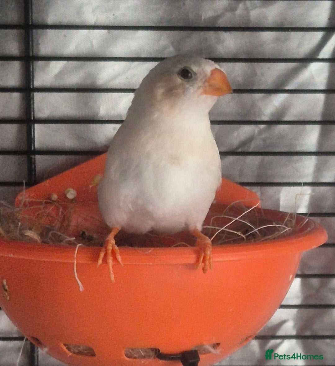 Finches birds for sale: Cockatiels and zebra finches  - Image 5