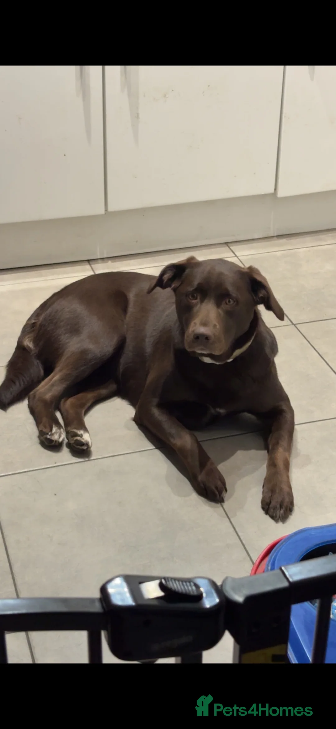 Labrador Retriever dogs for sale: Stunning chocolate Labrador  in Nottingham - Advert 1