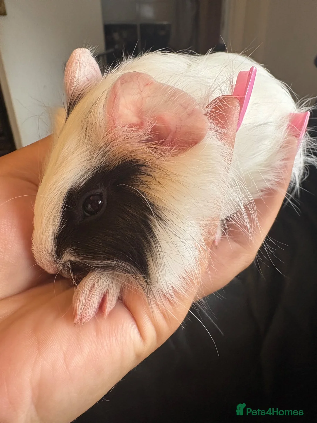Guinea Pig rodents for sale: Pair of baby boar guinea pigs🩵  - Advert 8