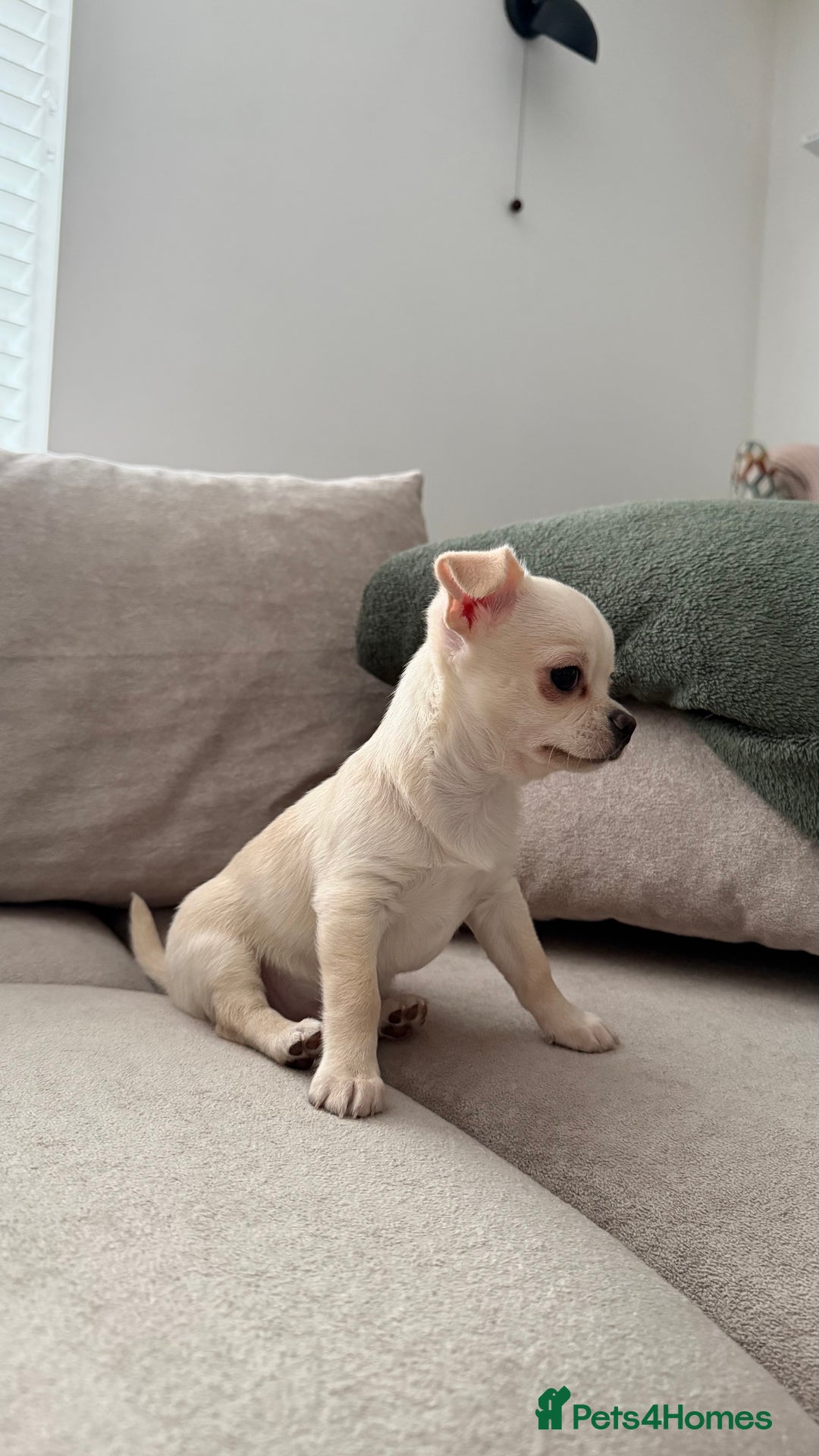 Chihuahua dogs for sale: Chihuahua boys / males  - Advert 2