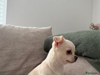 Chihuahua dogs Chihuahua boys / males - Advert 9