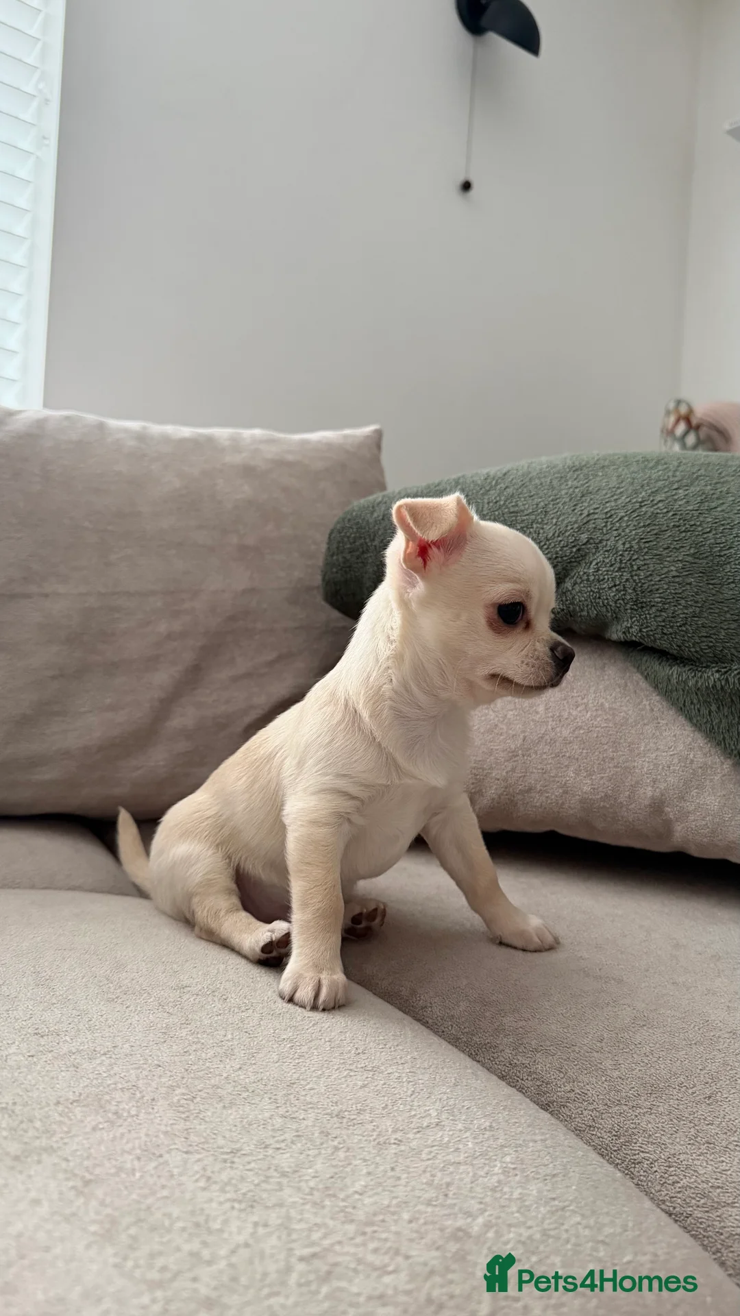 Chihuahua dogs for sale: Chihuahua boys / males  - Advert 2