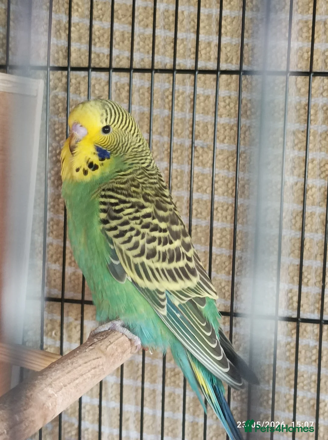 Budgerigars birds for sale: Breeding Budgie Pair yellows lime green - Advert 2