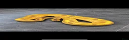 Python Snake reptiles for sale: Baby / Juvenile Ball Pythons  - Advert 8