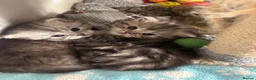 Perdoll cats for sale: Last little boy - Advert 3