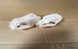 Guinea Pig rodents for sale: Baby Female Guinea Pigs  - Image 4