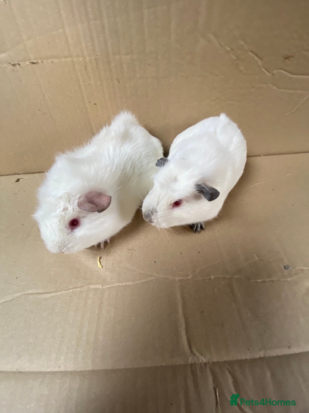 Guinea Pig rodents for sale: Baby Female Guinea Pigs  - Image 4