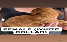 Cocker Spaniel dogs for sale: WORKING COCKERS  - Image 2
