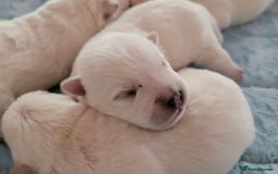 West Highland Terrier dogs for sale: Traditional Pedigree West Highland Terrier Pups  - Image 9