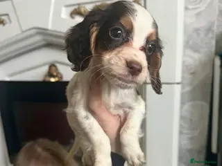 Sprocker dogs stunning sprocker spaniels!!! - Advert 4