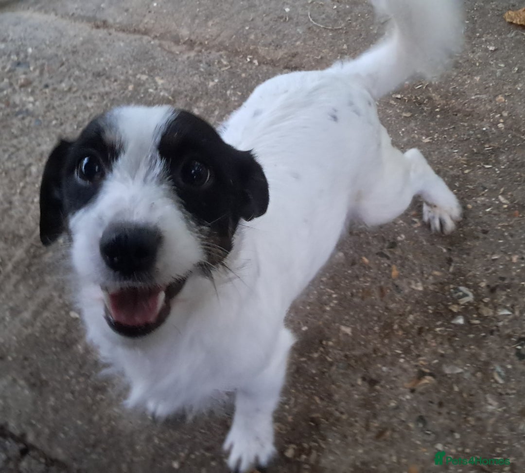 Jack Russell dogs for sale: KC Jack Russell pups, DNA Clear- LOA, SCA, PLL - Image 12