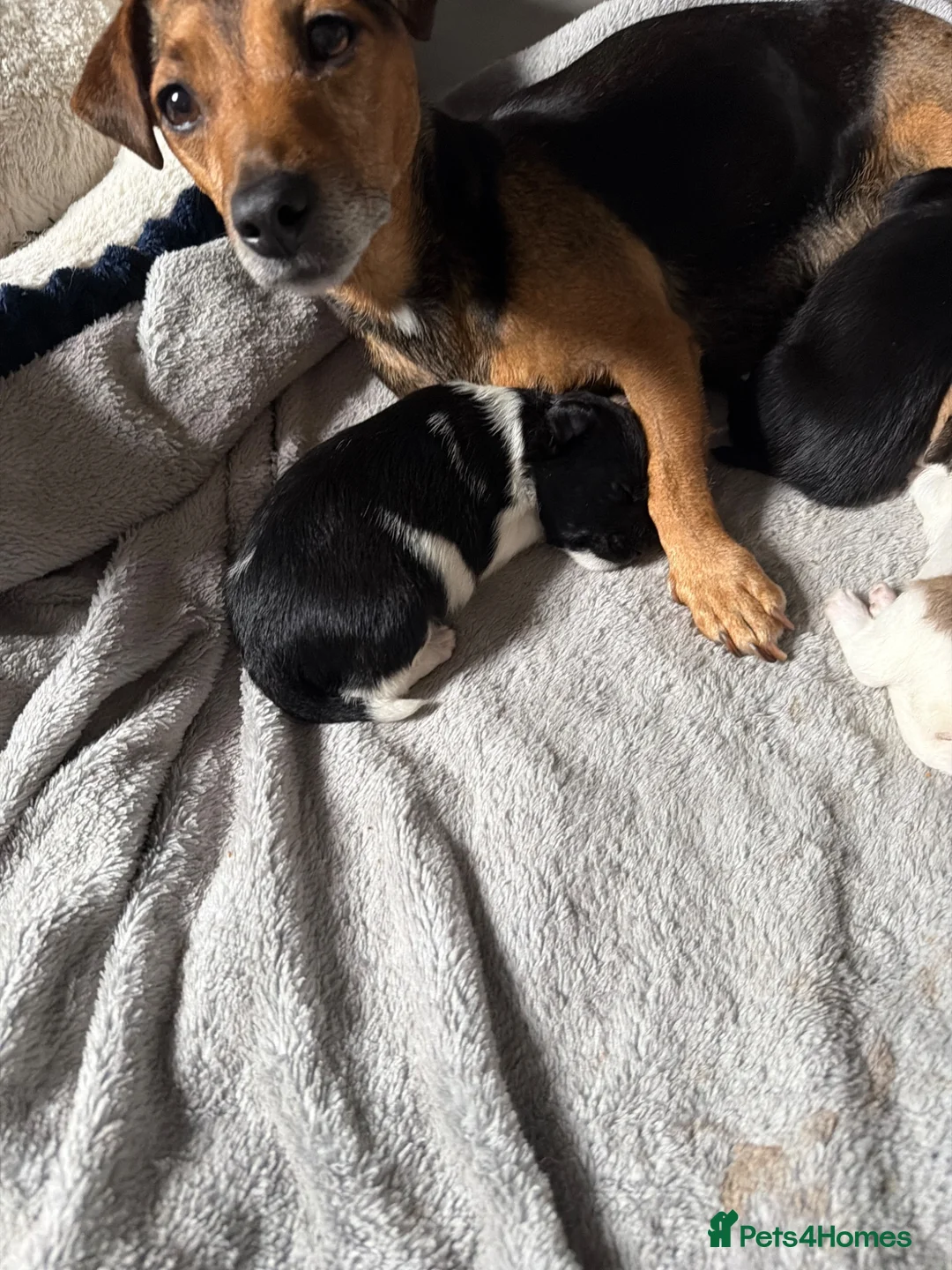 Jackapoo dogs for sale: Jackapoo beautiful puppies  - Advert 2