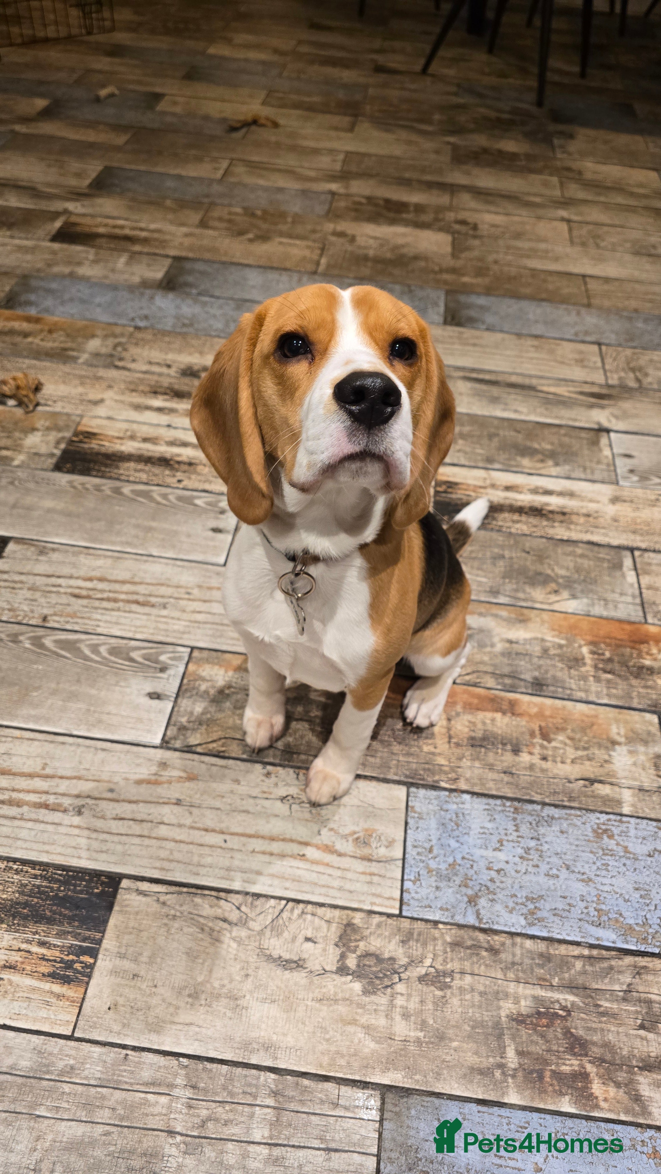Beagle dogs Beautiful 7 month old beagle - Barney - Advert 1