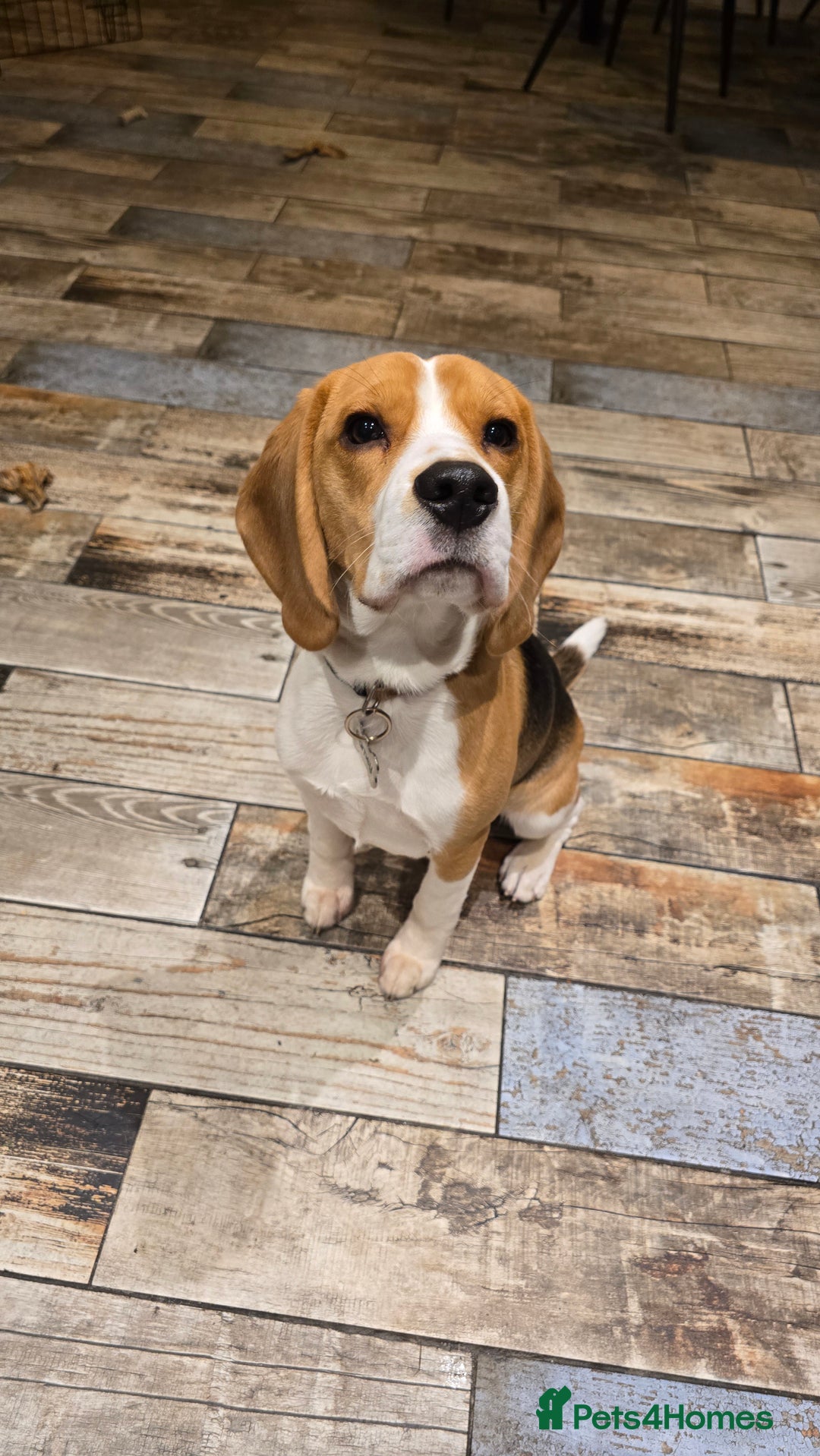 Beagle dogs for sale: Beautiful 7 month old beagle - Barney - Advert 1