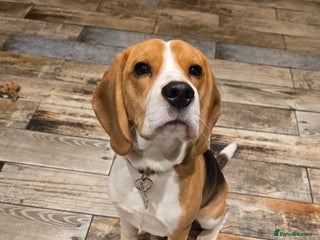 Beagle dogs Beautiful 7 month old beagle - Barney - Advert 1