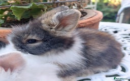Angora rabbits for sale: STUNNING TEDDYWIDDER BABIES  - Image 8