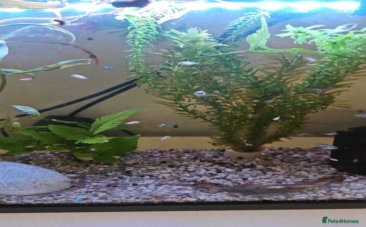 Live Bearers fish - Advert 1