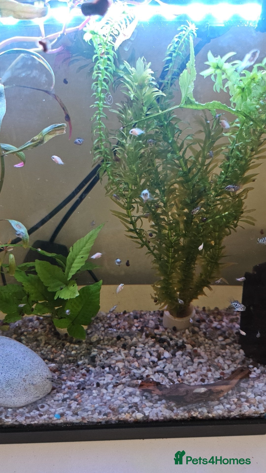 Live Bearers fish for sale: Polar blue parrots  - Image 1