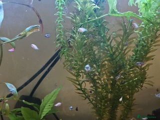 Live Bearers fish - Advert 22