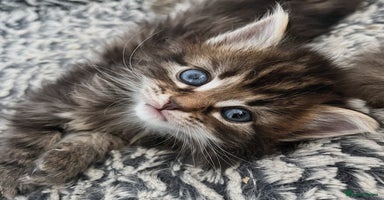 Maine Coon cats - Advert 4