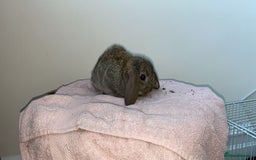 Mini Lop rabbits for sale: Mixed litter of mini lop babies for sale  - Image 15