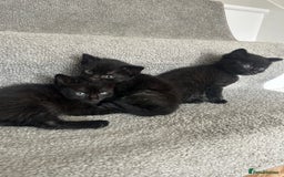 Mixed Breed cats for sale: 1 male black kitten  - Image 2