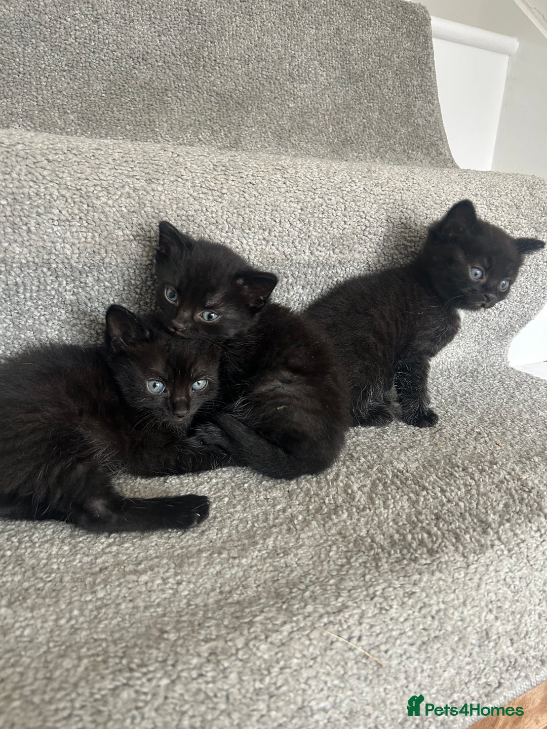 Mixed Breed cats for sale: 1 male black kitten  - Image 2