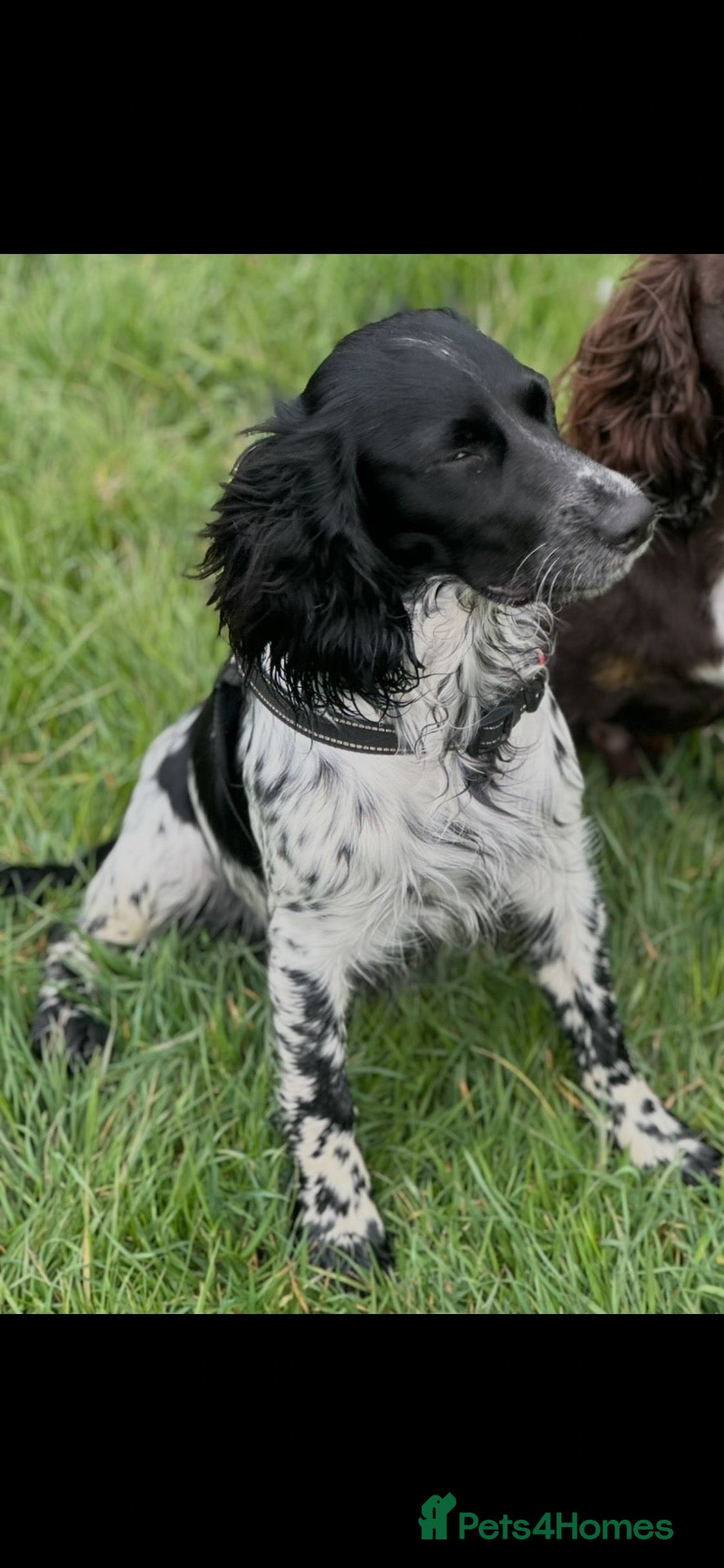 Cocker Spaniel dogs Beautiful Cocker Spaniel Puppies, Newton Aycliffe  - Advert 1