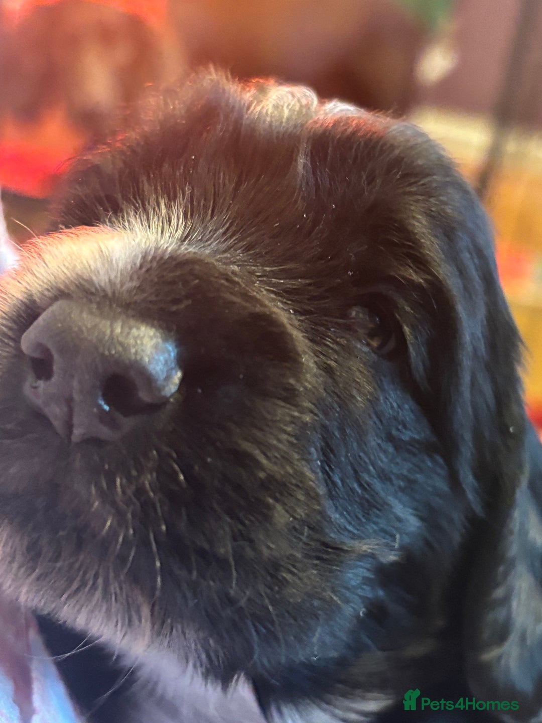 Cocker Spaniel dogs for sale: 4 cocker spaniel puppies, mum and dad family pets - Advert 19