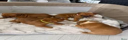 Staffordshire Bull Terrier dogs for sale: 🐾Beautiful Red Staffy Puppies - 2 boys 2 girls 🐾 in Belvedere - Advert 3