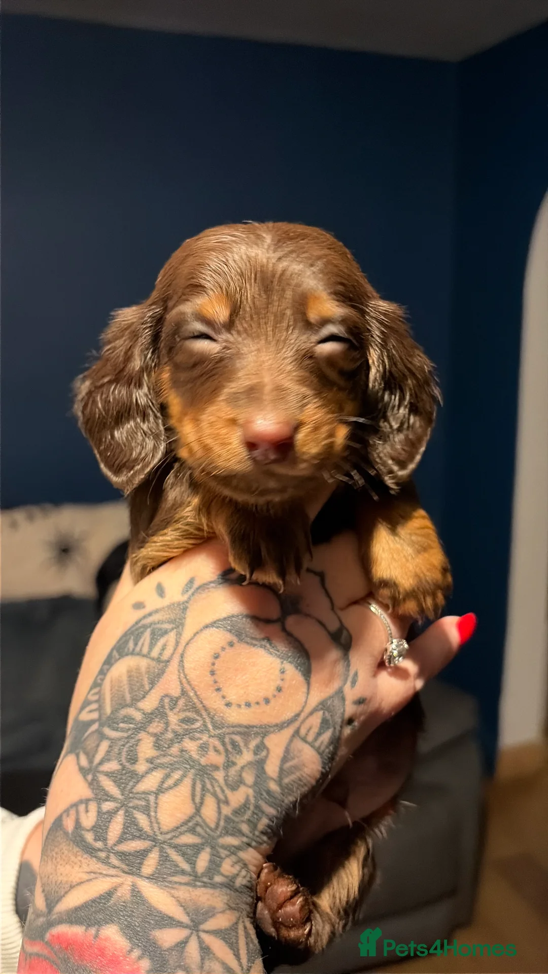 Miniature Dachshund dogs for sale: Miniature long haired Dachshund  - Advert 1