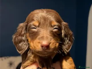 Miniature Dachshund dogs Miniature long haired Dachshund - Advert 1